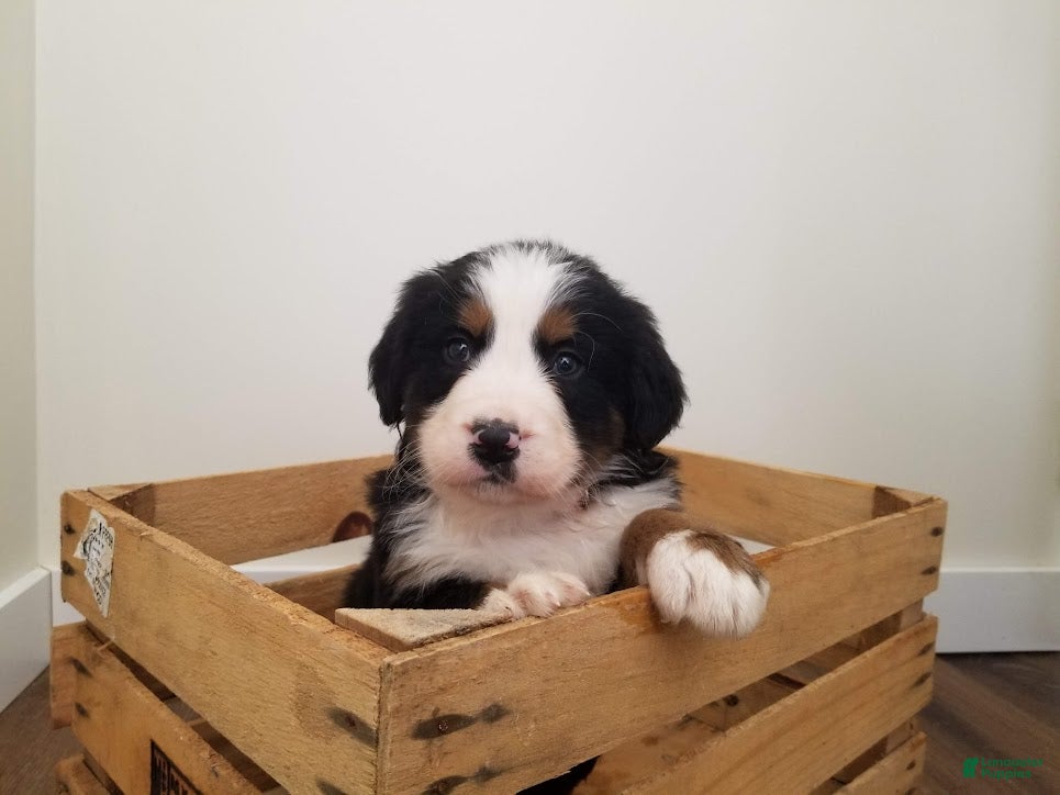 Bernese Mountain Dog dogs Bernese Mountain Dog Puppy 1 - Ad 1