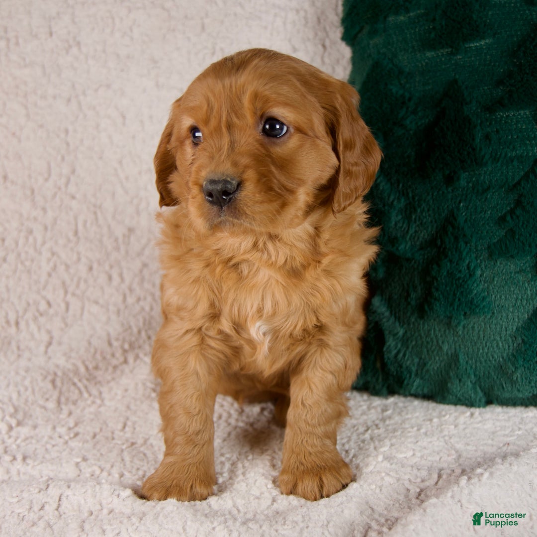 Mixed Breed dogs for sale: Miles - Ad 6