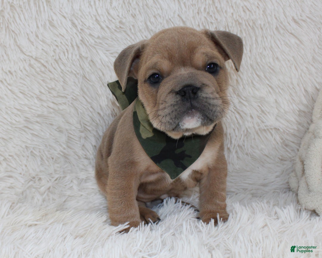 English Bulldog dogs for sale: Cash - Ad 5