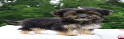 Morkie dogs for sale: Charm - Ad 5