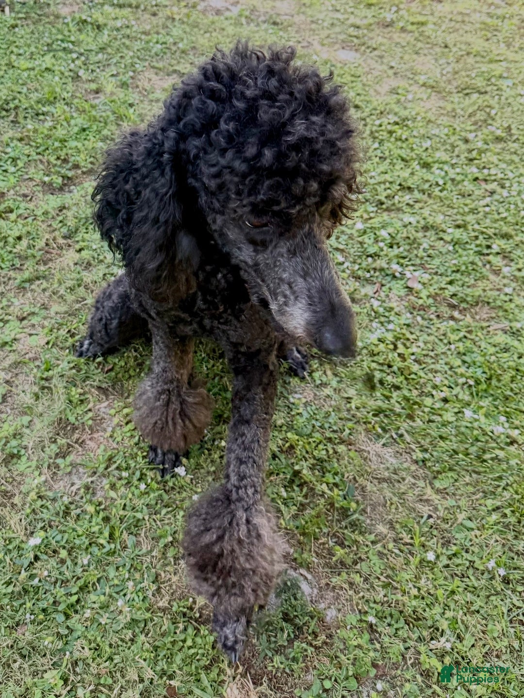 Standard Poodle dogs for sale: Princess - Ad 4