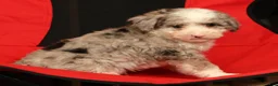 Mini Sheepadoodle dogs for sale: Duke - Ad 9
