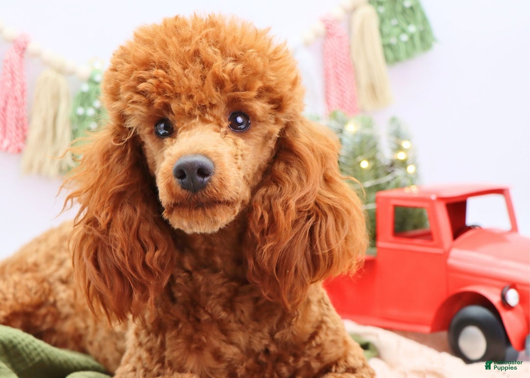Miniature Poodle dogs for sale: Marshall - Ad 7
