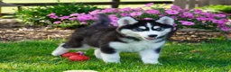 Siberian Husky dogs for sale: Stella - Ad 5
