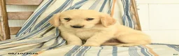 Golden Retriever dogs for sale: Jasper - Ad 1