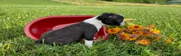 Boston Terrier dogs for sale: Thunder - Ad 5