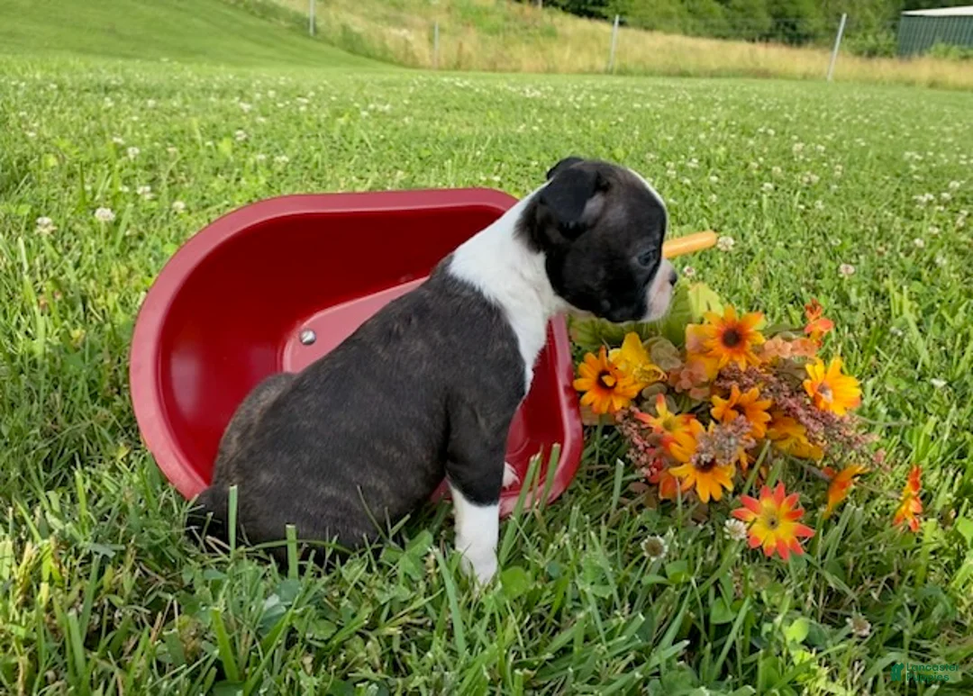 Boston Terrier dogs for sale: Thunder - Ad 5