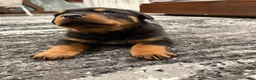 Rottweiler dogs for sale: Bear - Ad 2