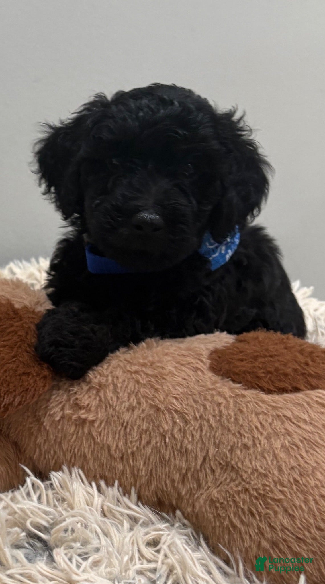 Miniature Poodle dogs for sale: MELLO - Ad 3