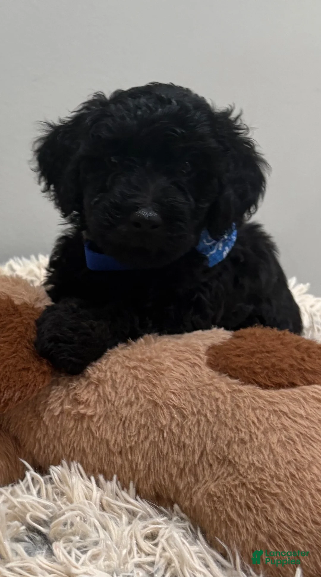 Miniature Poodle dogs for sale: MELLO - Ad 1