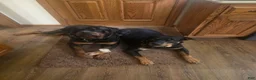 Rottweiler dogs for sale: Brown  - Ad 6