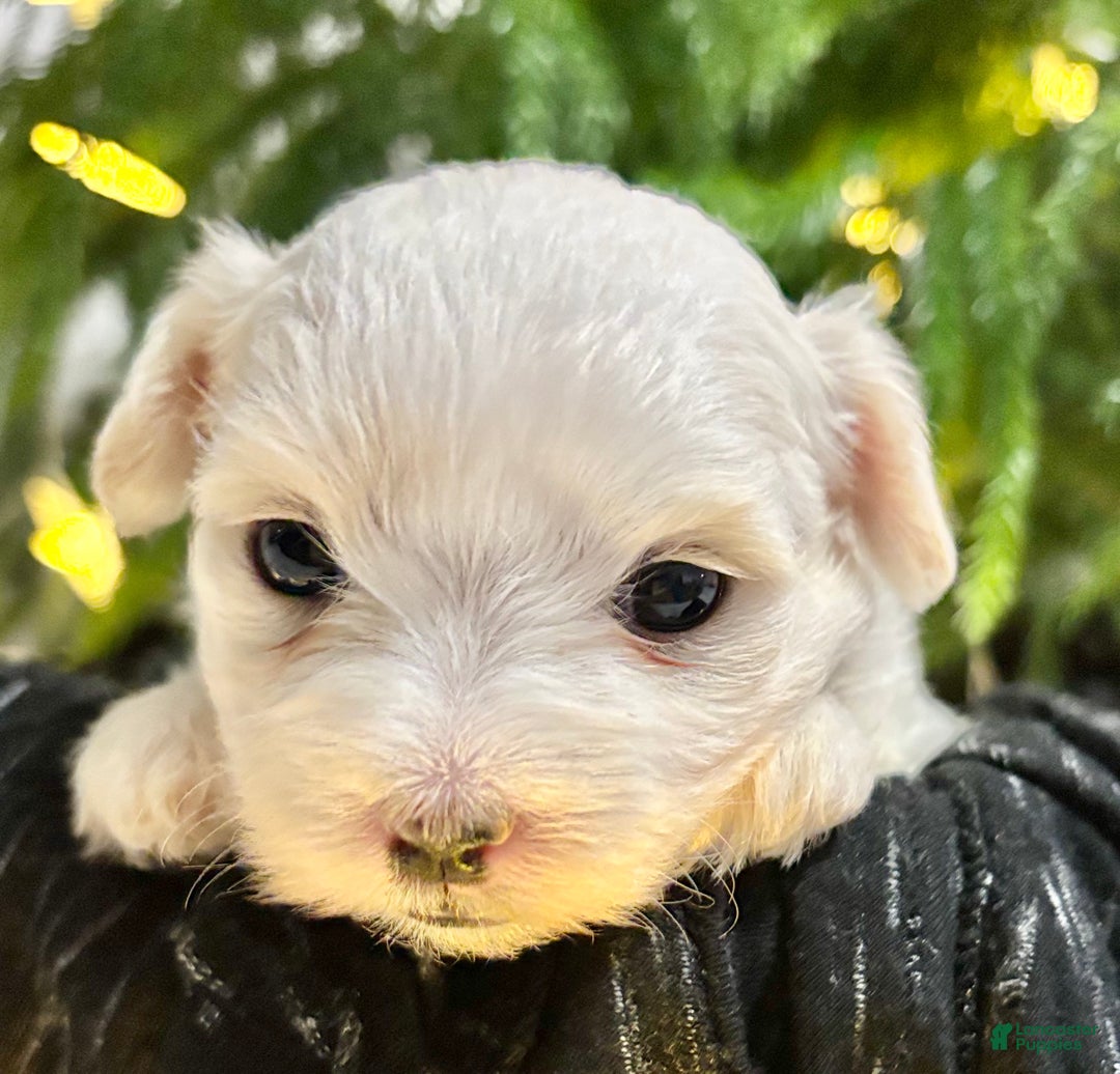 Maltese dogs for sale: Chloe - Ad 5