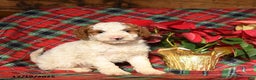Mini Bernedoodle dogs for sale: Lucky - Ad 3