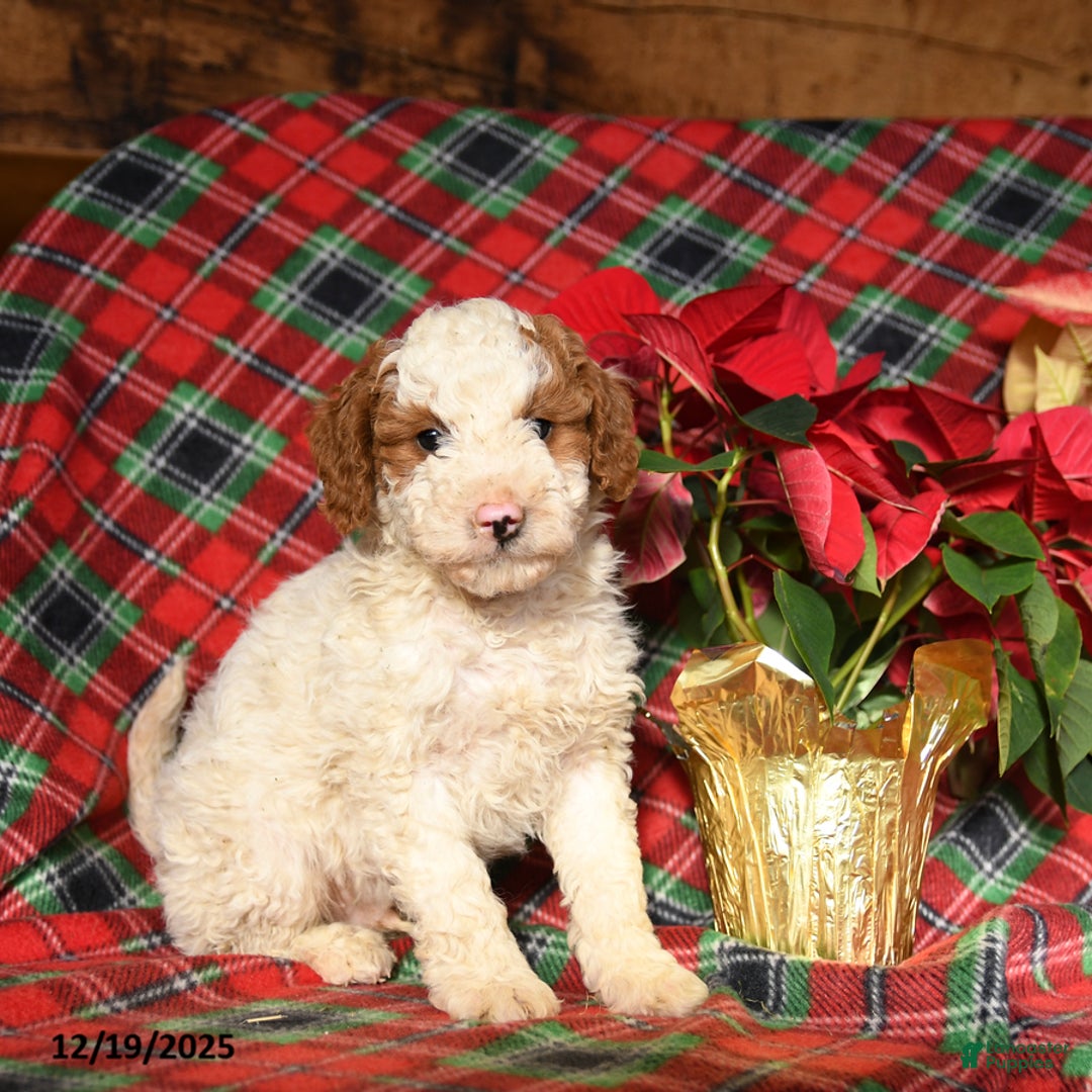 Mini Bernedoodle dogs for sale: Lucky - Ad 3