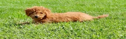 Miniature Labradoodle dogs for sale: Adam - Ad 4