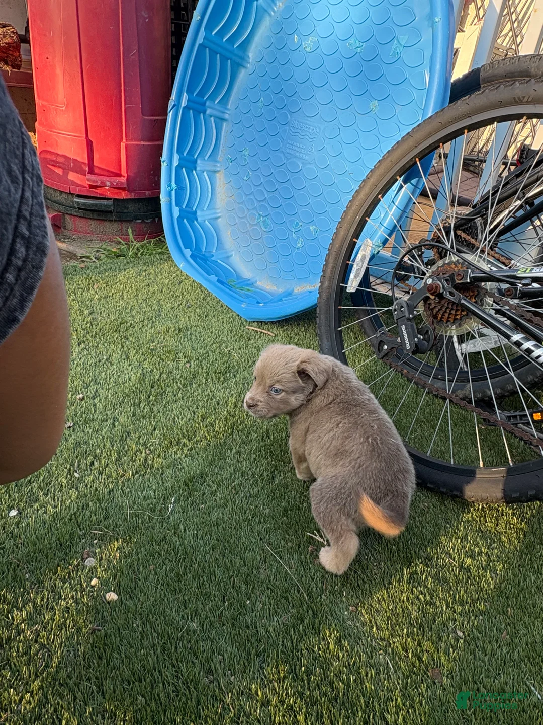 Mixed Breed dogs for sale: Mixed Breed 1 - Ad 2