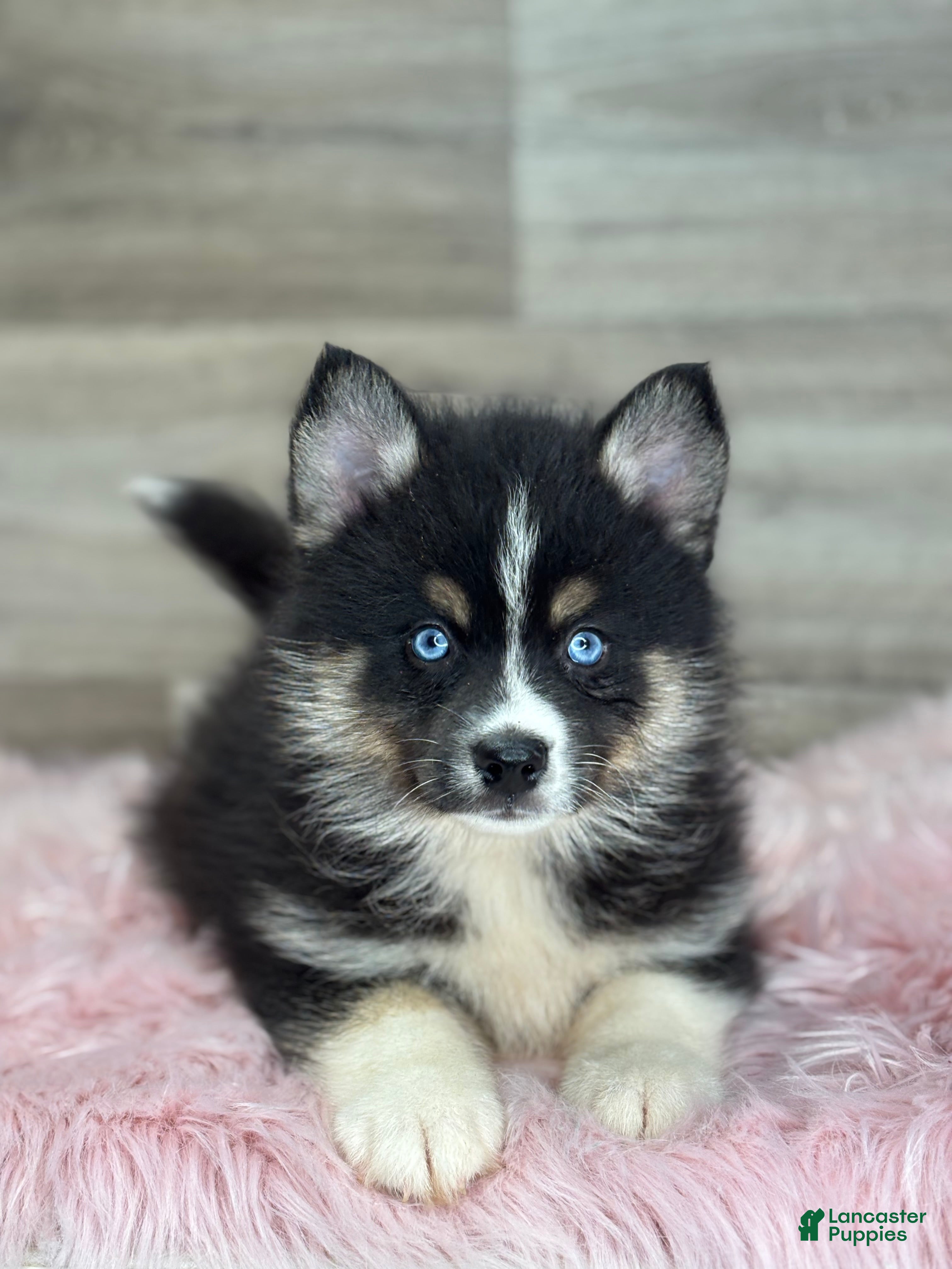 Pomsky dogs Silas - Ad 1