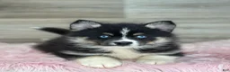 Pomsky dogs for sale: Silas - Ad 1
