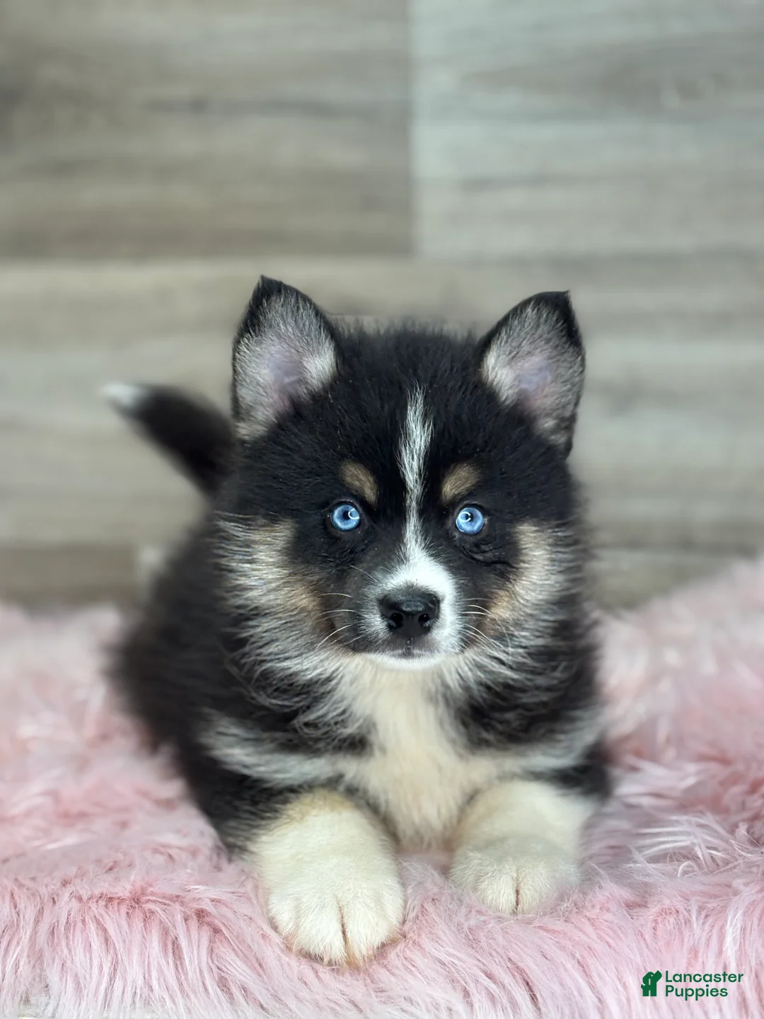 Pomsky dogs for sale: Silas - Ad 1