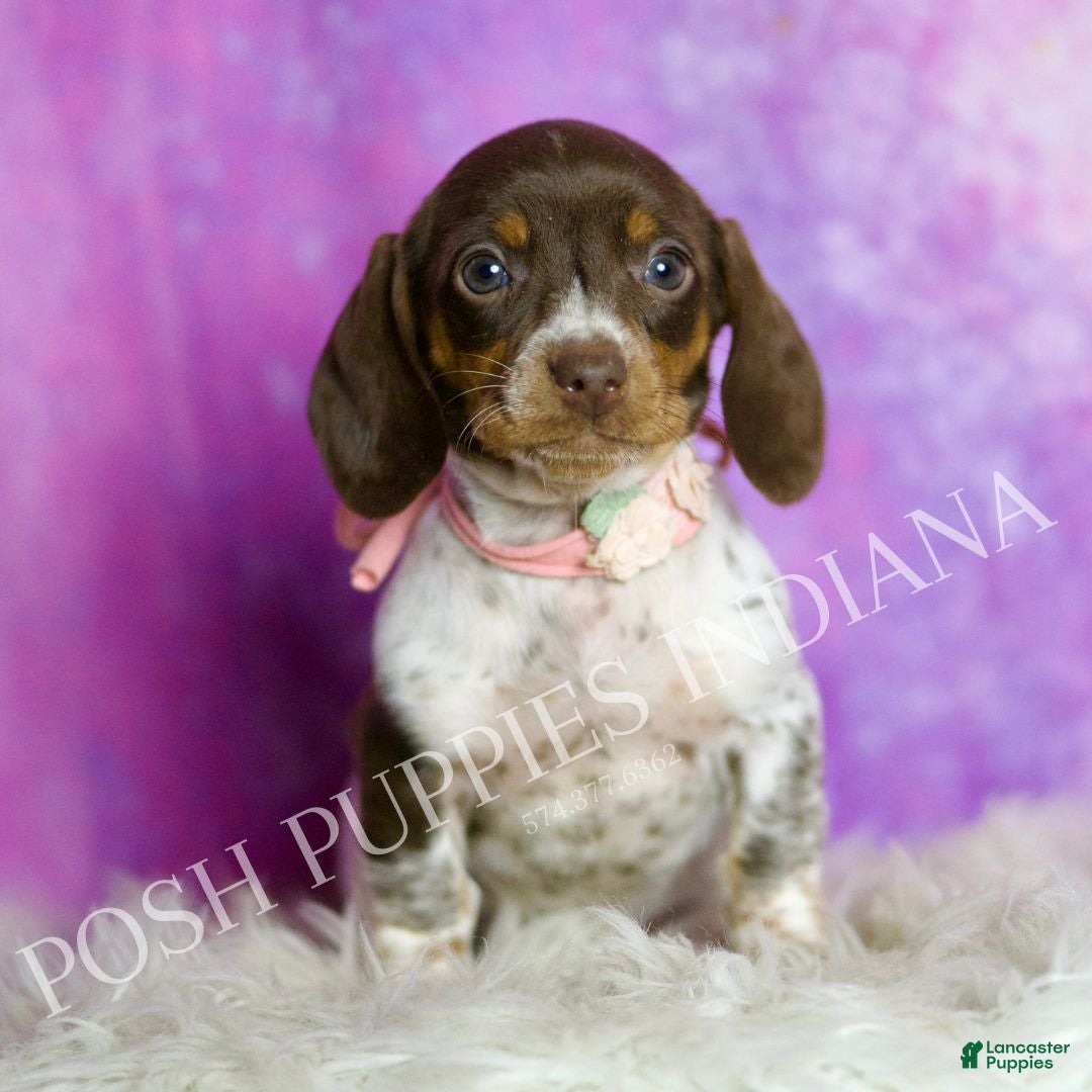 Miniature Dachshund dogs Jade - Ad 1