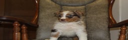 Australian Shepherd dogs for sale: Taco - Ad 1