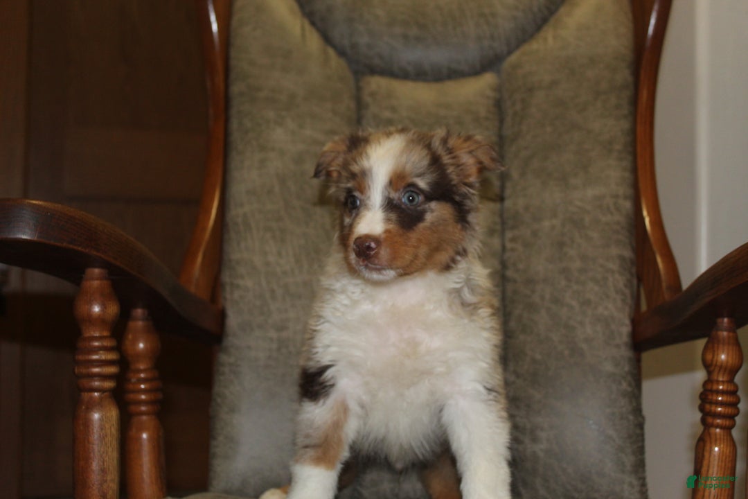 Australian Shepherd dogs for sale: Taco - Ad 1