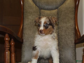 Australian Shepherd dogs Taco - Ad 10