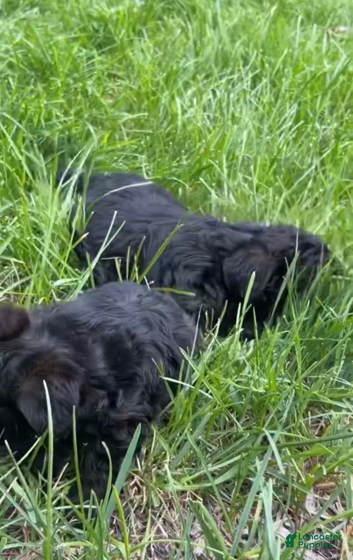 Yorkiepoo dogs Yorkiepoo Puppy 2 - Ad 2