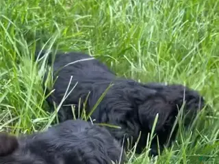 Yorkiepoo dogs Yorkiepoo Puppy 2 - Ad 2