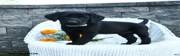 Labrador Retriever dogs for sale: Matthias - Ad 3