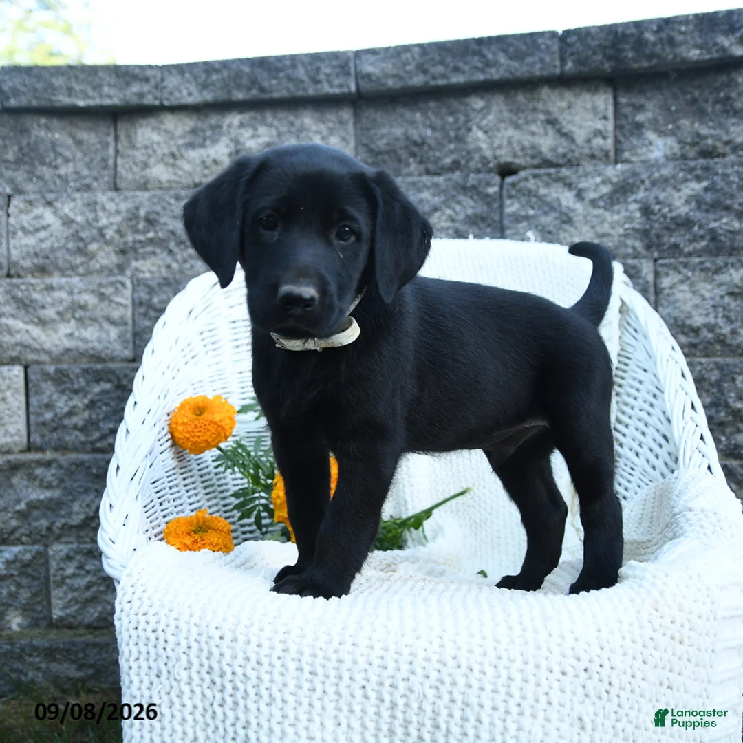 Labrador Retriever dogs for sale: Matthias - Ad 1