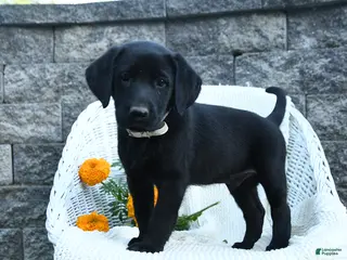 Labrador Retriever dogs Matthias - Ad 1