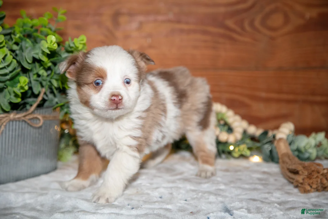 Toy Australian Shepherd dogs for sale: Tot - Ad 1