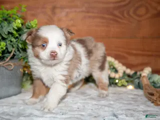 Toy Australian Shepherd dogs for sale: Tot - Ad 1