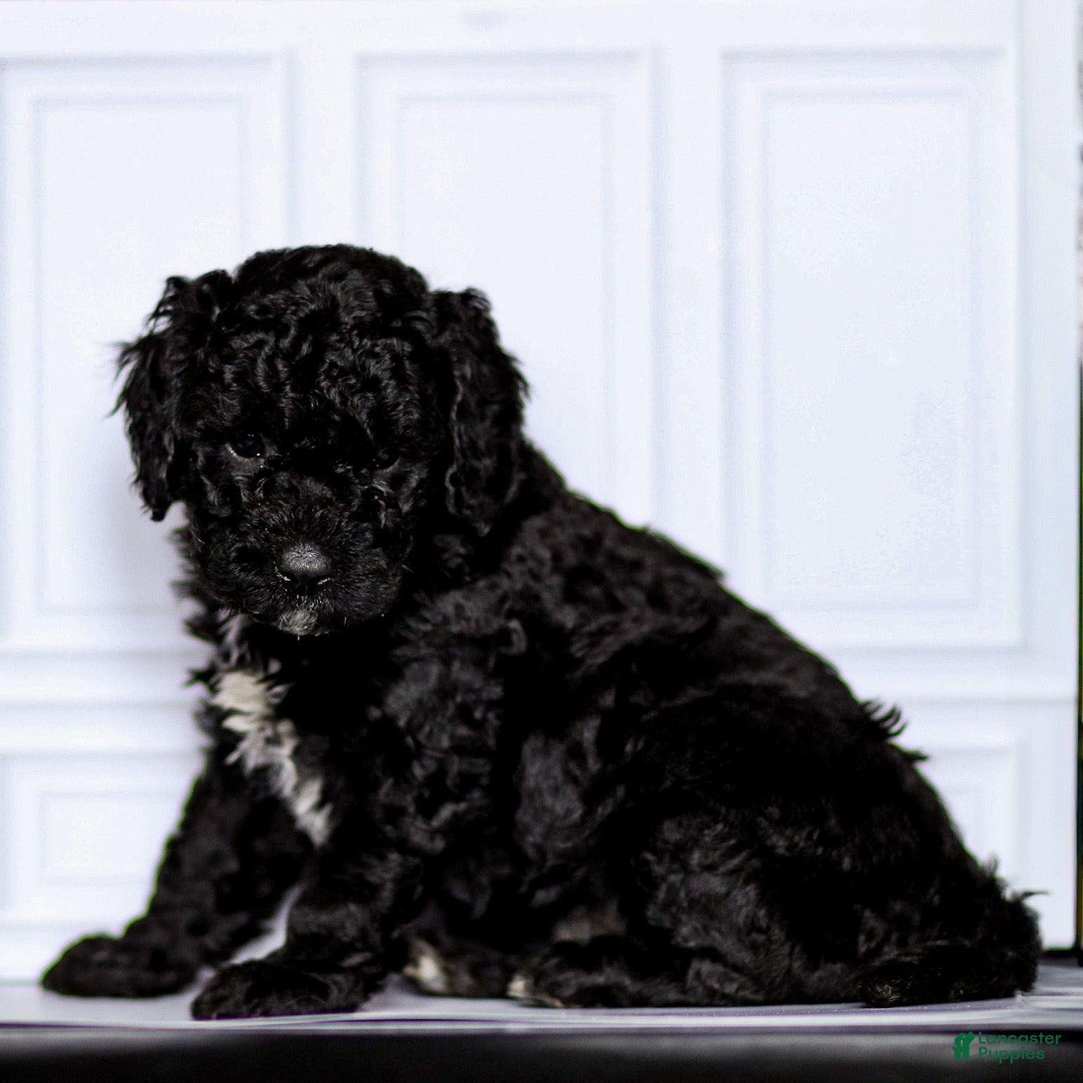 Mini Goldendoodle dogs Gale - Ad 2