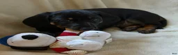 Miniature Dachshund dogs for sale: Miniature Dachshund - Arnold - Ad 11