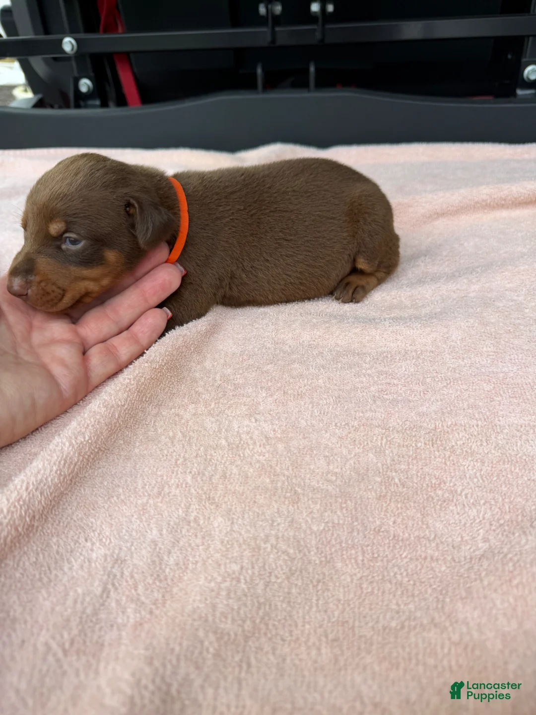 Doberman Pinscher dogs for sale: Doberman Pinscher Puppy 11 - Ad 1