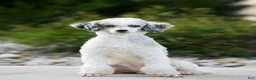 Mini Bernedoodle dogs for sale: Scooter - Ad 6