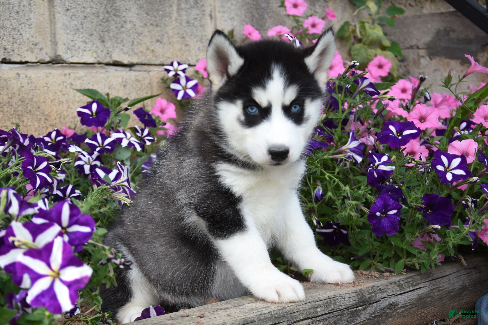 Siberian Husky dogs Enzo - Ad 2