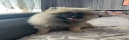 Keeshond dogs for sale: Luna - Ad 4