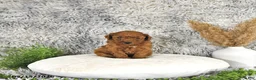 Toy Poodle dogs for sale: Jacoby - Ad 3