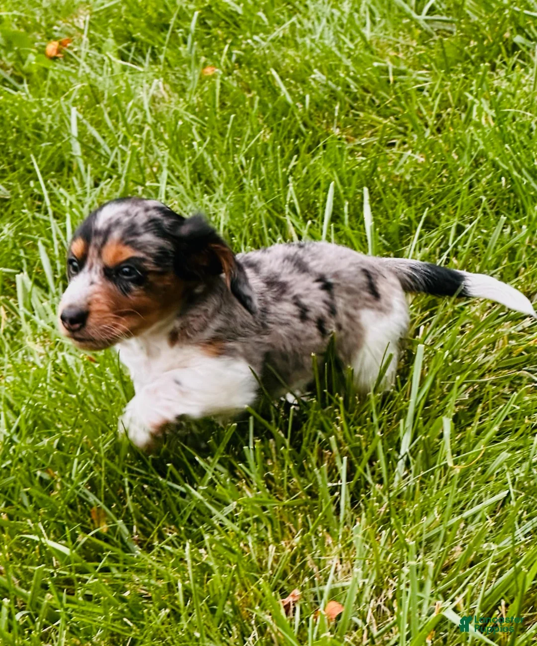 Miniature Dachshund dogs for sale:  LIL' PEPPERJACK - Ad 1