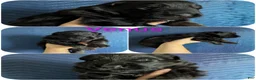 German Shepherd dogs for sale: Venus - Ad 2