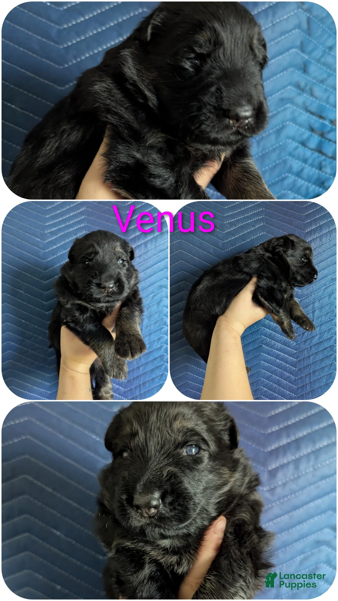 German Shepherd dogs for sale: Venus - Ad 2