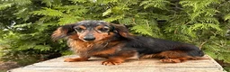 Miniature Dachshund dogs for sale: Bowie - Ad 4