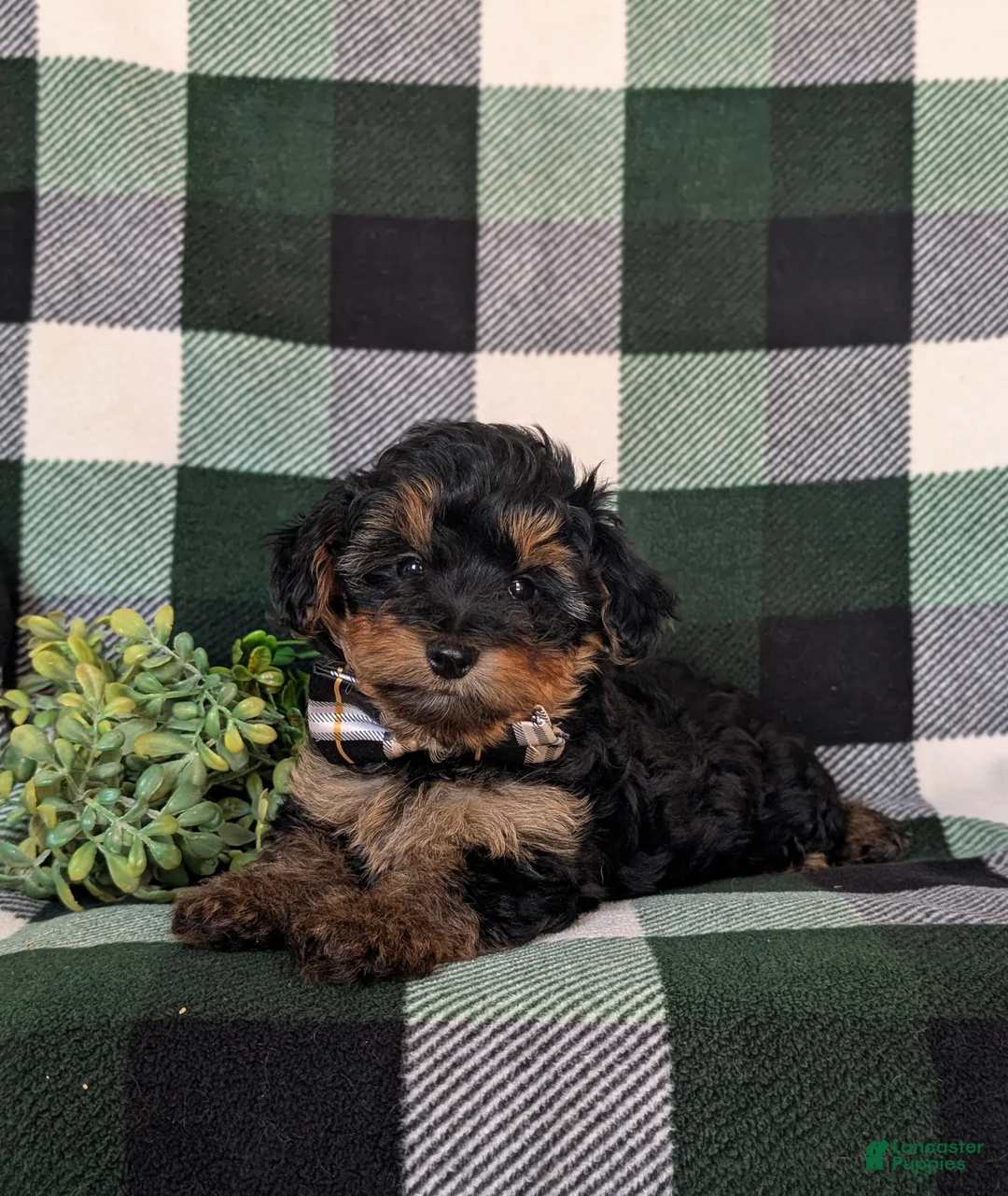 Yorkiepoo dogs for sale: Connor 6 lbs Full Growm - Ad 5