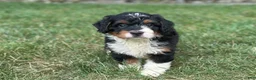 Mini Bernedoodle dogs for sale: Blossom - Ad 7