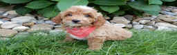 Mini Goldendoodle dogs for sale: Tommy - Ad 4