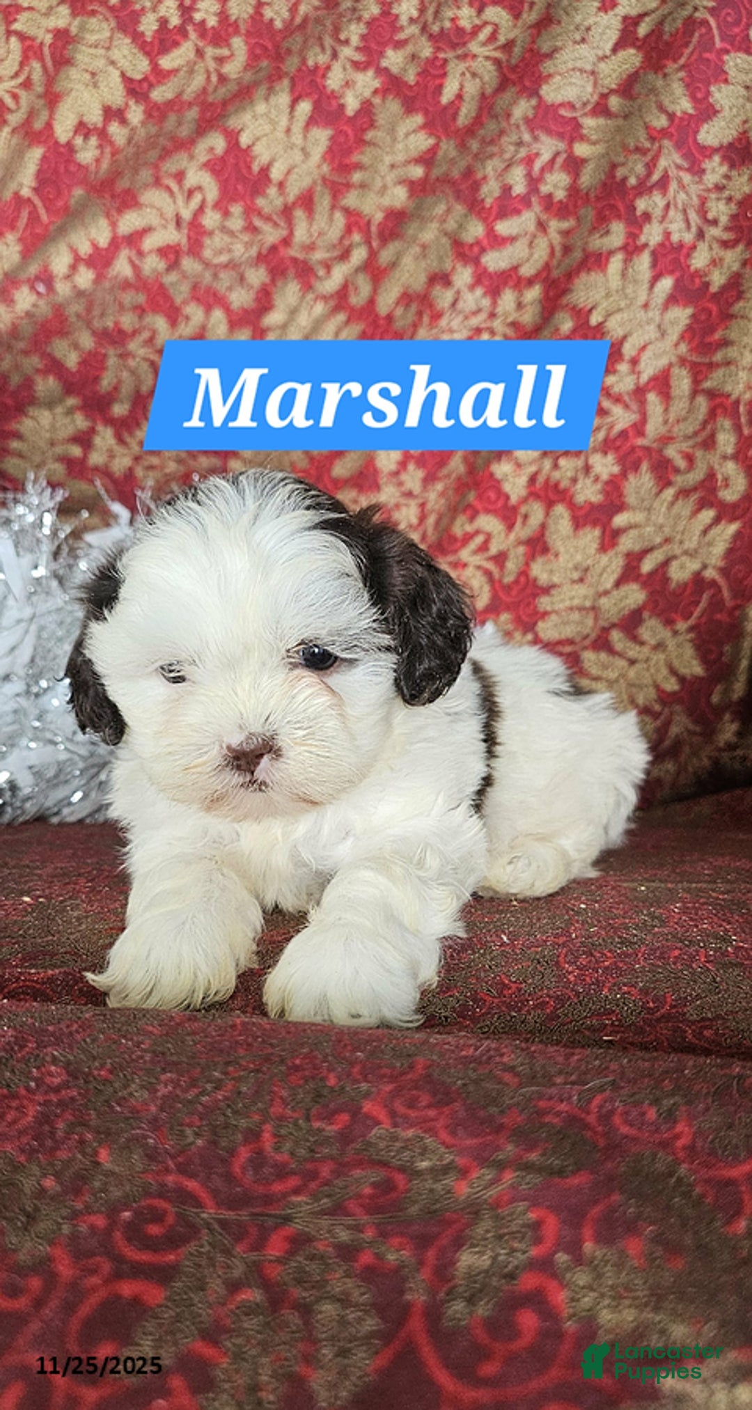 Shih Tzu dogs for sale: Marshall - Ad 3