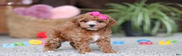 Cavapoo dogs for sale: Allie - Ad 4